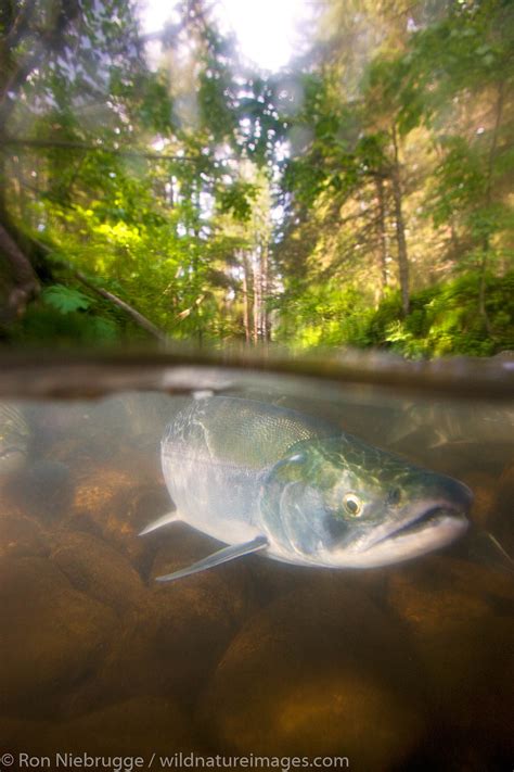 Red Salmon | Photos by Ron Niebrugge