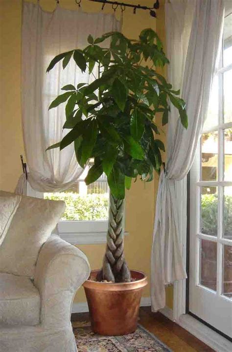 Money Tree (Pachira Aquatica): Plants tolerate close to full shade ...