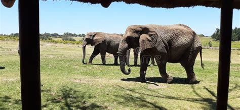 Elephant Park, Knysna, South Africa. Stock Photo - Image of africa ...