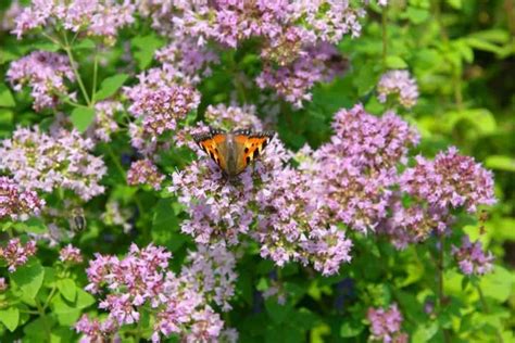 Are Oregano Flowers Edible?