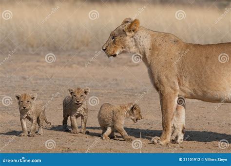 Lioness With Three Cubs Stock Photography - Image: 21101912