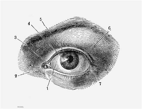 Enucleation | Chicago Oculofacial Consultants