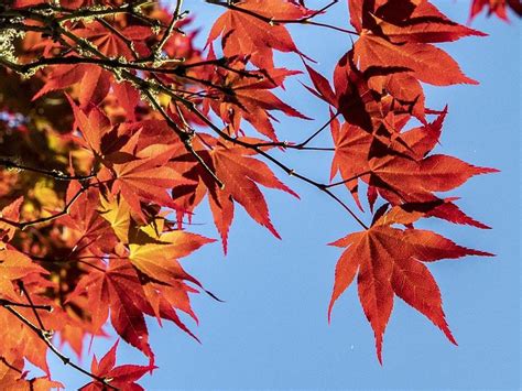 Experts issue red warning over maple tree species at risk of extinction | Guernsey Press