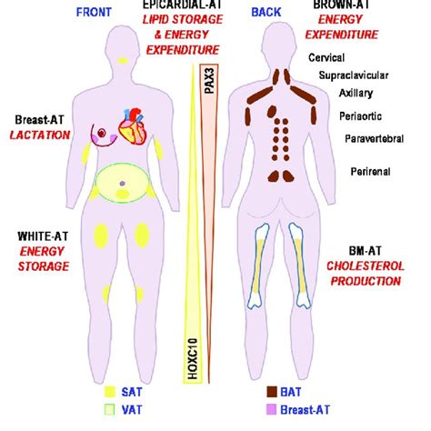 Locations of the adipose depots associated with their functions. | Download Scientific Diagram