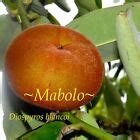~MABOLO~ Velvet Apple Fruit Tree Diospyros blancoi 12-18+in med Potd Plant | eBay