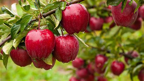 The Real Reason Red Delicious Apples Aren't Actually Delicious At All