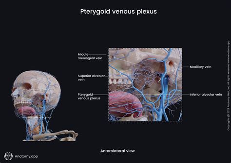 Pterygoid venous plexus | Encyclopedia | Anatomy.app | Learn anatomy ...