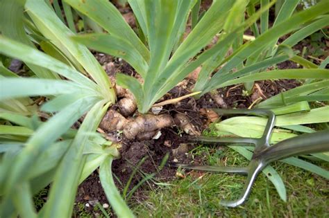 Propagate irises by dividing - BBC Gardeners World Magazine