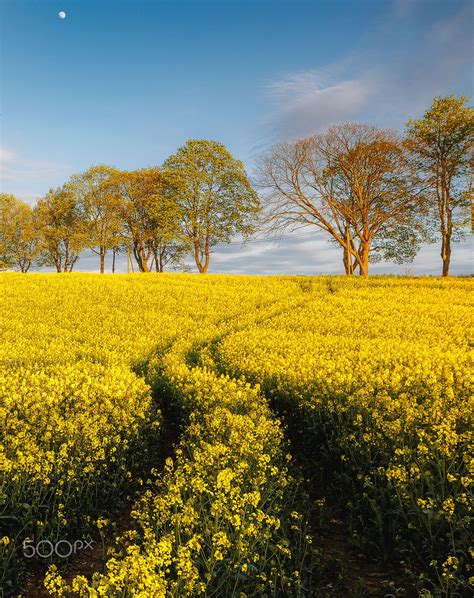 split yellow - Canola field in Brandenburg, Germany | Scenery nature ...