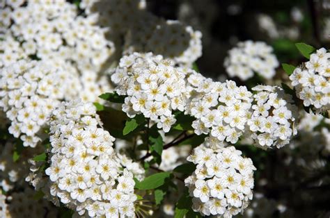 10 Best Shrubs With White Flowers