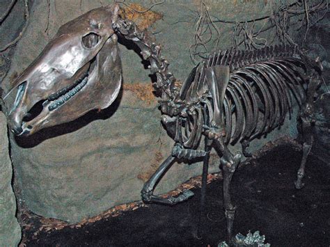 Equus sp. (fossil horse) (Lower Pleistocene; Leisey Shell … | Flickr