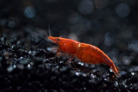 Cherry Shrimp: Care, Tank Mates, Molting, Breeding & Eggs - Fish Laboratory