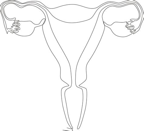 Continuous Line Drawing Uterus Simple Vector Illustration Uterus | The ...