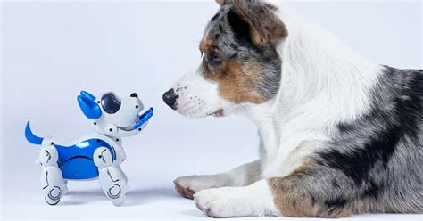 Robot service animals | Queen's University Gazette