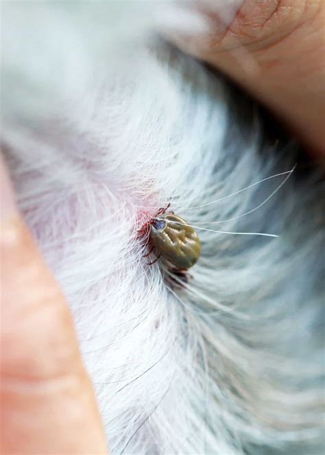 How Do You Remove A Deep Embedded Tick From A Dog