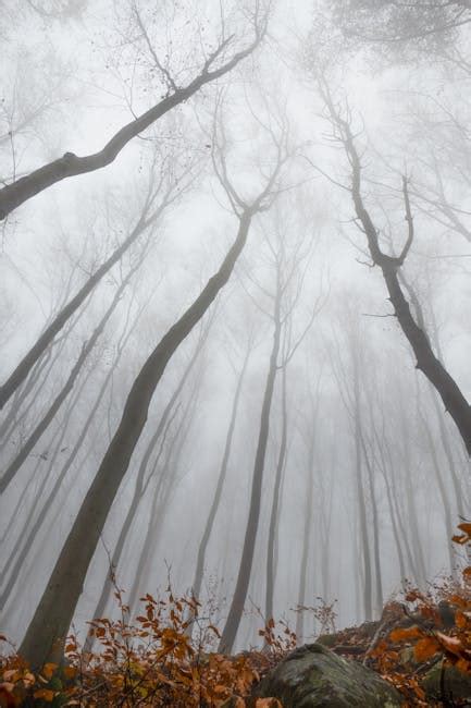 Scenic View of the Forest During Sunrise · Free Stock Photo