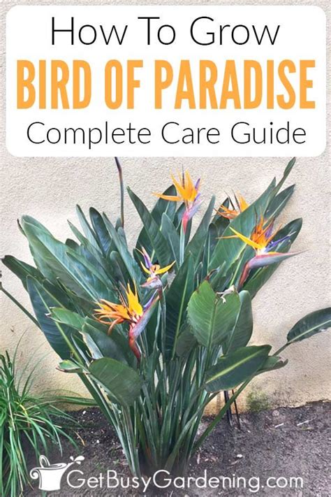 Bird Of Paradise Plant Care & Growing Guide | Paradise plant, Tropical garden plants, Birds of ...