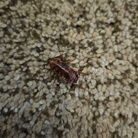 Help! Is this a German roach? : r/GermanRoaches