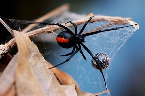 Redback spider - By Rachel 9A