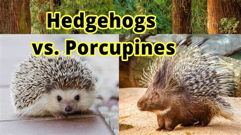 Porcupine Vs Hedgehog Vs Echidna