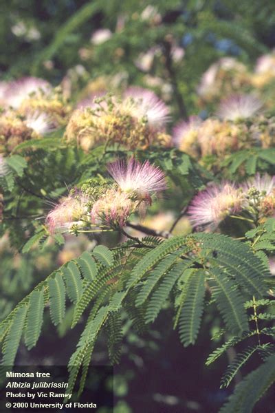 Invasive Species of the Day Series (March 9th): Mimosa Tree & Eurasian ...