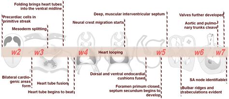 File:Advanced Heart Development Timeline.jpg - Embryology