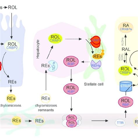 Schematic representation of STRA6?dependent vitamin A cellular uptake ...