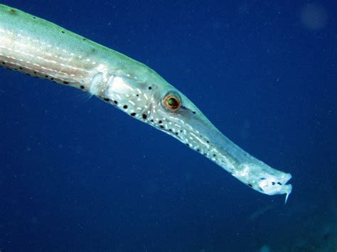 Trumpetfish | ulo2007 | Flickr