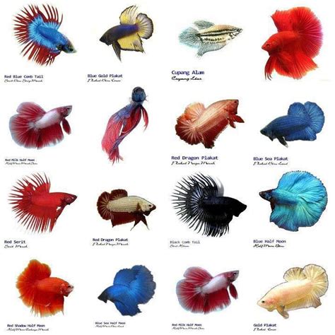 Small Aquarium Fish List | Tropical fish aquarium, Betta fish types, Betta fish