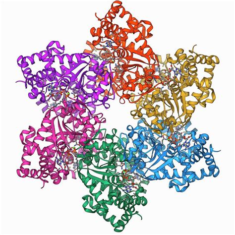 Dna Helicase Molecule Photograph by Laguna Design/science Photo Library | Pixels