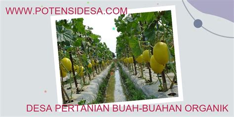 Desa Pertanian Buah-buahan Organik – Potensi Desa