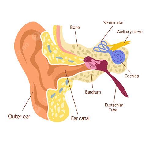 Ear Anatomy Hd Transparent, Cartoon Of Medical Anatomy Of Human Ear, Illustration, Human Ear ...