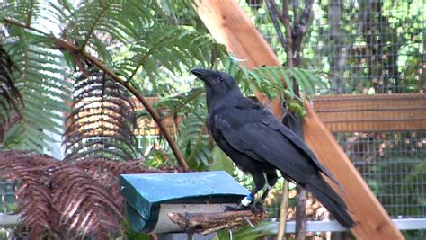 Island Conservation Fingers Crossed for Second Hawaiian Crow Release - Island Conservation