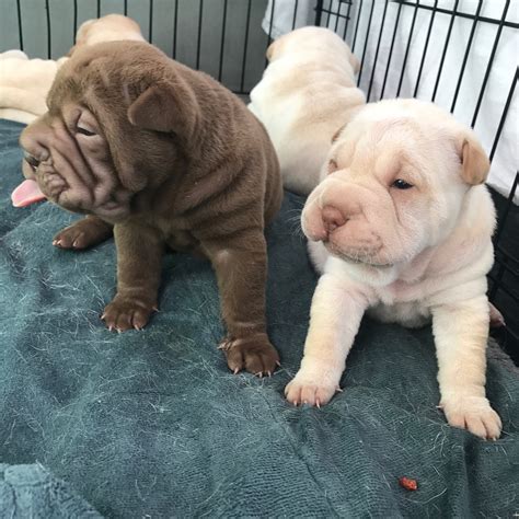 Chinese Shar Pei Puppies For Sale | Elizabeth Street, Capital Township ...