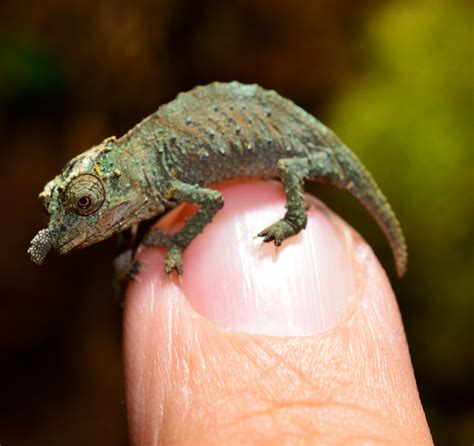 Nguru Pygmy Chameleon - Rhampholeon Acuminatus Captive Bred baby ...