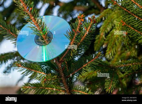 Compact disc is on a Christmas tree, New Year music party background ...