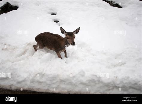 Baby deer in the snow Stock Photo - Alamy