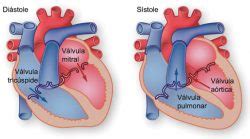 FISIOLOGIA CARDIACA