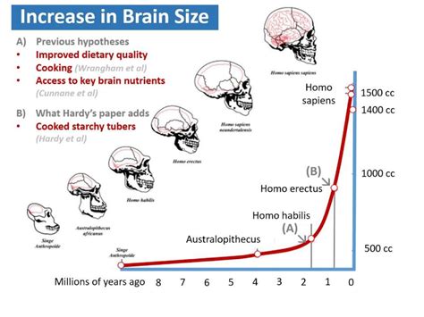 Evolution – Anthropogensis - online presentation