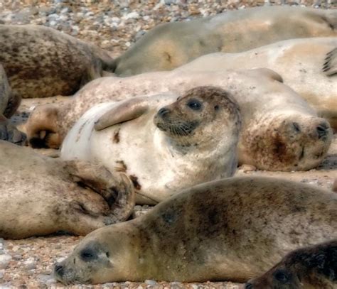 More Seals | Another picture of the common seals at Blakeney… | Flickr