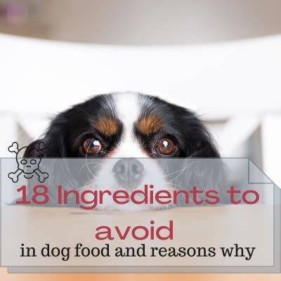 18 Ingredients To Avoid In Dog Food And Reasons To Be Cautious About Them