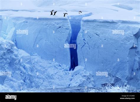 Adelie Penguins and crevasse Antarctica Stock Photo - Alamy