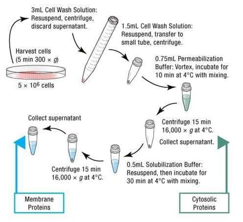 Protein Extraction Services - Creative BioMart