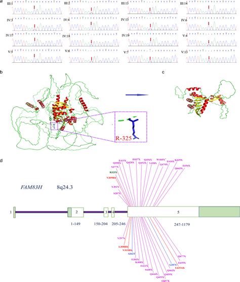 Sanger sequencing, protein structure and FAM83H disease-causing ...