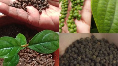 Black Pepper Seeds For Planting