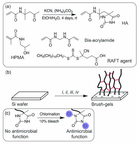 Scheme 1. (a) Synthesis of hydantoin acrylamide (HA), and chemical ...