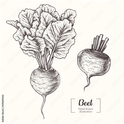 Beet. Vegetable. Beetroot. Vector Hand Drawn. Line art. Sketch Botanical Illustration. Eco ...