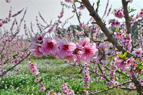 Apricot tree flowers | High-Quality Nature Stock Photos ~ Creative Market