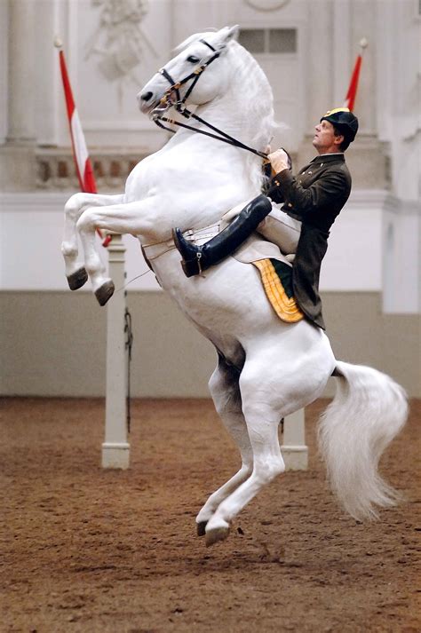 Spanish Riding School Vienna | Spanish riding school, Horse breeds, Spanish riding school vienna