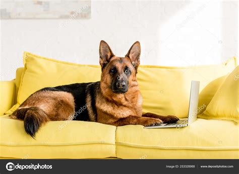 Cute German Shepherd Lying Bright Yellow Couch Laptop Apartment — Stock Photo © IgorVetushko ...